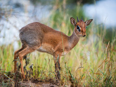 Dik dik in Tarangire National Park, Tanzania.