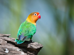 Fischer's lovebird in Ngorongoro Crater, Tanzania.