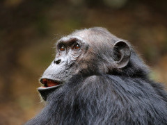 Chimp in Gombe National Park.