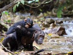 Chimp and baby in Gombe National Park.