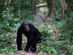 Chimp in Gombe National Park.