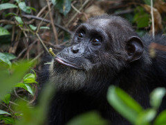 Chimp in Gombe National Park