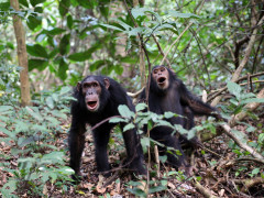 Pair of chimp in Gombe National Park.