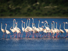 Greater flamingo courtship in  Lake Ndutu, Ngorongoro Conservation Area in Tanzania.