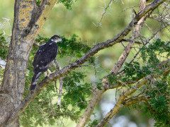 Hawk eagle in Tarangire National Park, Tanzania.