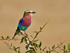 Lilac-breasted roller in Tanzania.