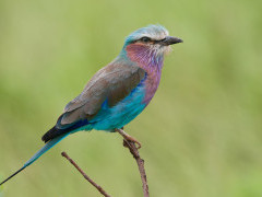 Lilac-breasted roller in Tanzania