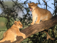 Lion cubs in Tanzania.