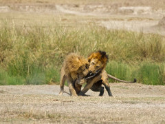Lion in Tazania.