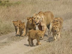 Lion pride in Tanzania.