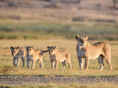 Lion pride in Tanzania