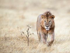 Lion in Tarangire National Park, Tanzania.