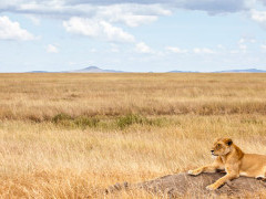 Lioness in Serengeti National Park, Tanzania
