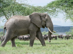 Male African bull elephant in front of wildebeest on the border of the Serengeti and Ngorongoro Conservation Area.