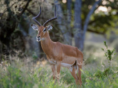 Male impala in Tanzania.