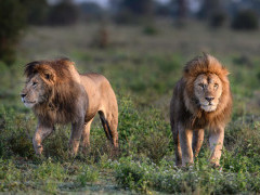 Lion in Ngorongo, Tanzania.