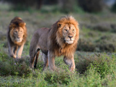 Male lions on the border of the Serengeti and Ngorongoro Conservation Area.