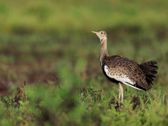 Black-bellied bustard in Ndutu, Tanzania.