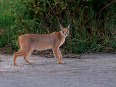 Caracal in Ndutu, Tanzania.