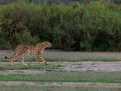 Cheetah in Ndutu, Tanzania.
