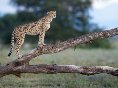 Cheetah in Tanzania.