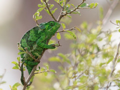 Flap-necked chameleon in Ndutu, Tanzania.