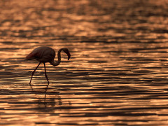 Greater flamingo in Ndutu, Tanzania.