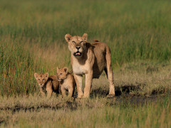 Lioness and cubs in Ndutu, Tanzania.