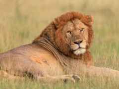Lion in Ndutu, Tanzania.
