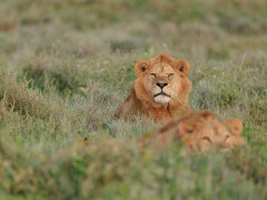 Lion in Ndutu, Tanzania.