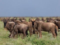 White-bearded wildebeest in Ndutu, Tanzania.