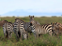Zebra in Ndutu, Tanzania.