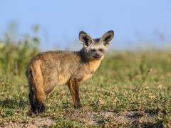 Bat-eared fox in Ngorongoro Conservation Area, Tanzania.