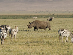 Black rhino and zebra in Ngorongoro Conservation Area, Tanzania