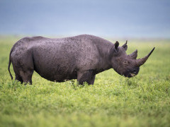 Black rhino in Ngorongoro Conservation Area, Tanzania.