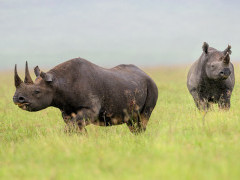 Black rhino in Ngorongoro Conservation Area, Tanzania.