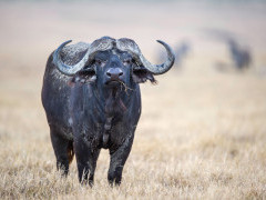Buffalo in Ngorongoro Conservation Area, Tanzania.