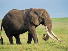 Bull elephant in Ngorongoro Conservation Area, Tanzania.