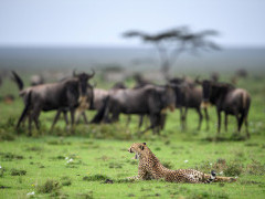 Cheetah and wildebeest in Ngorongoro Conservation Area, Tanzania.