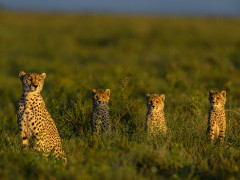 Cheetah in Ngorongoro Conservation Area, Tanzania.