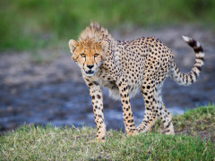 Cheetah in Ngorongoro Conservation Area, Tanzania.
