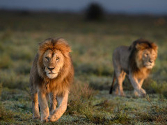 Lion in Ngorongoro Conservation Area, Tanzania.