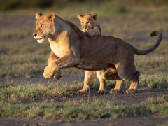Lioness and cub in Ngorongoro Conservation Area, Tanzania.
