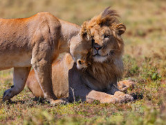 Lion and lioness in Ngorongoro Conservation Area, Tanzania