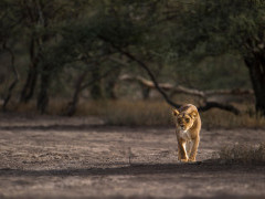 Lioness in Ngorongoro Conservation Area, Tanzania.
