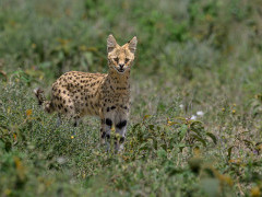 Serval in Ngorongoro Conservation Area, Tanzania.