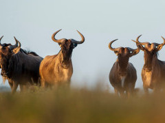 White-bearded wildebeest herd in Ngorongoro Conservation Area, Tanzania.