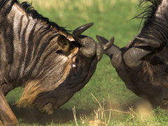 Wildebeest in Tanzania.