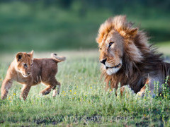 Lion and cub in Tanzania.