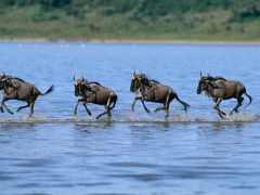 Wildebeest in Tanzania.
